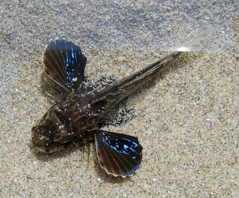 Chelidonichthys lucerna giovane